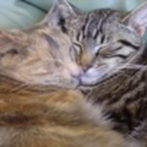 No photo for Foster Carers Needed For Older Kittens & Adult Cat
