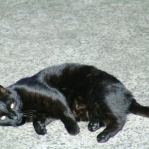 No photo for Jelly Bean