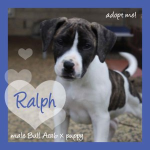 No photo for Ralph ~ Sweet Bull Arab X Puppy