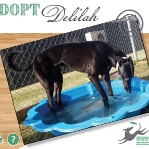 No photo for Delilah