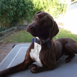 No photo for Buddy ~ 2yo German Shorthaired Pointer
