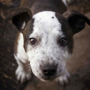 No photo for Bodie ~ Sweet Cattle X Puppy