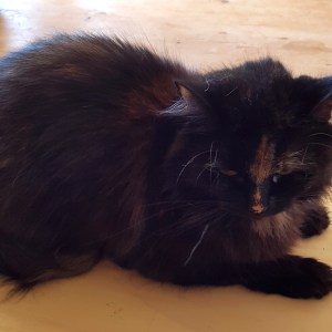 No photo for Bellatrix