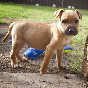 No photo for Baxter ~ Cute Mastiff X Staffy Puppy