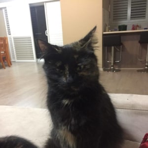 No photo for Minnie