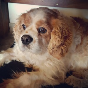 No photo for Louie