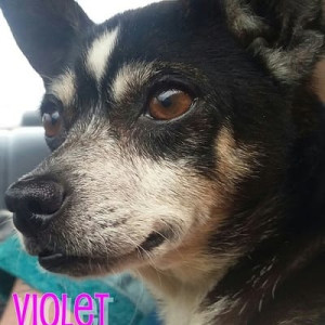 No photo for Violet