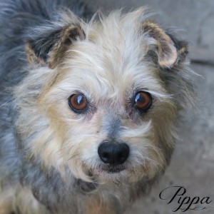 No photo for Pippa