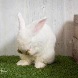 No photo for Alby