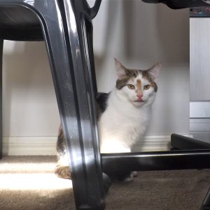 No photo for Sorcha (Located In Werribee)