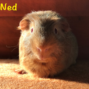No photo for Ned