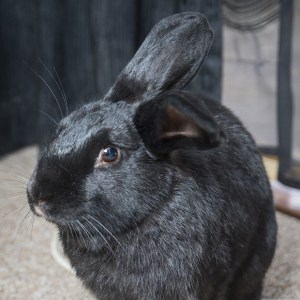 No photo for Merlin