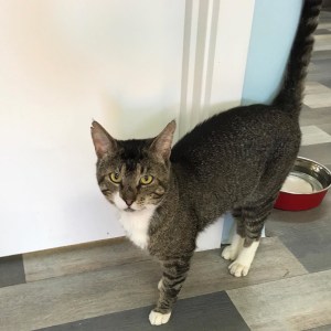 No photo for Harley (Located In Yallambie)