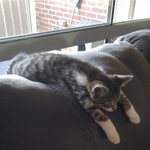 No photo for Poppy