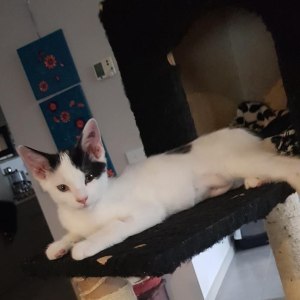 No photo for Pip
