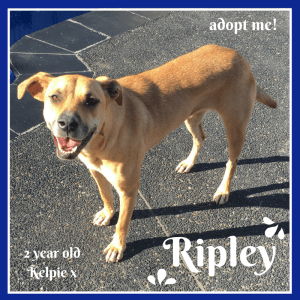No photo for Ripley ~ 2 Year Old Kelpie X
