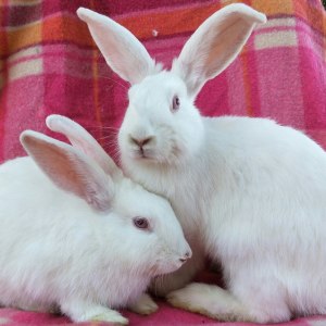 No photo for 2 Red Eye White Rabbits
