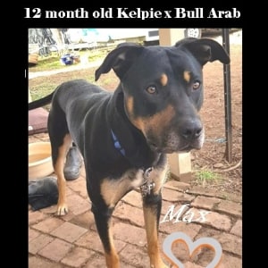 No photo for Max ~ 1yo Kelpie X