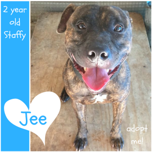 No photo for Jee ~ 2 Year Old Staffy