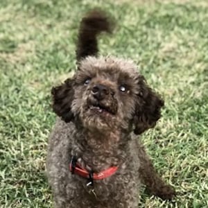 No photo for Curly Stu