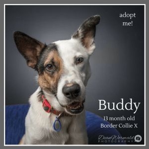 No photo for Buddy ~ 13 Month Old Border Collie X
