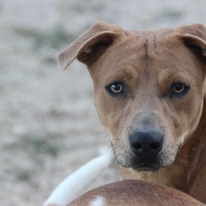 No photo for Scooby