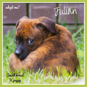 No photo for Julian ~ Small Breed Puppy