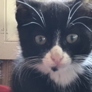 No photo for Agent Kitty