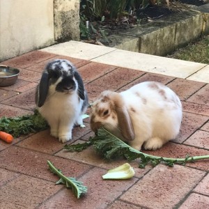 No photo for Carmel & Snowy