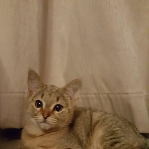 No photo for Cinnamon (Located In Ballarat)