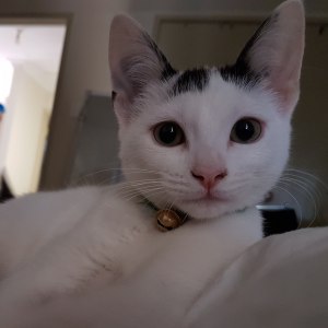 No photo for Tango