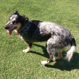 No photo for Maggy **No More Calls Adoption Pending **