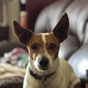 No photo for Mr Peabody