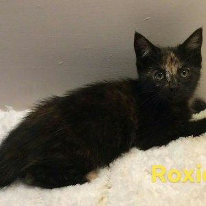 No photo for Roxie