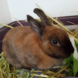 No photo for Gertie **On Trial With My New Family**