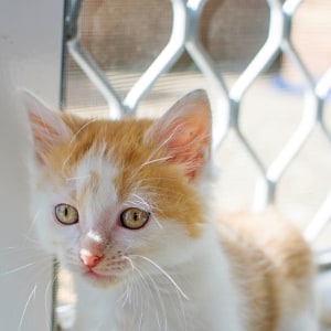 No photo for Peter The Brady Bunch Litter