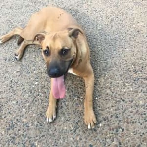 No photo for Archie (Adoption Pending)