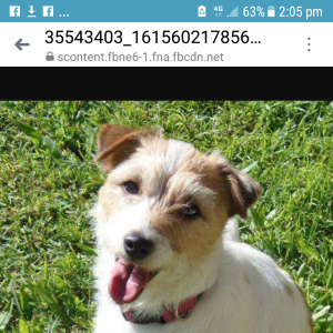 No photo for Angel (Adoption Pending)