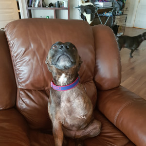 No photo for Sooky