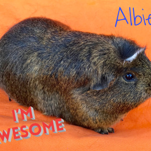 No photo for Albie