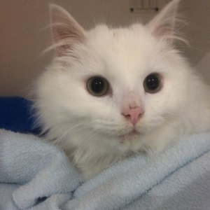 No photo for Cottonball