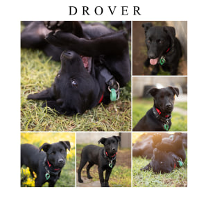 No photo for Drover