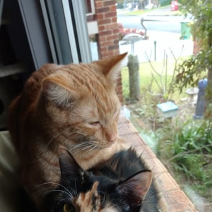 No photo for Tiger And Jaffa
