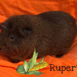 No photo for Rupert