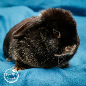 No photo for Gizmo * Now On Trial With My New Family *
