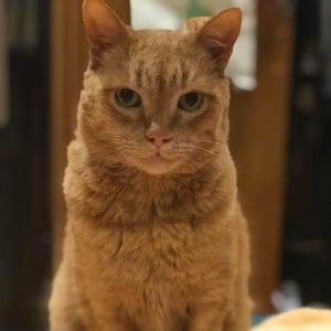 No photo for Ed (Located In Caulfield North)
