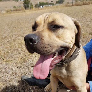 No photo for Blaze