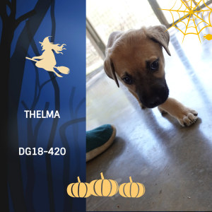 No photo for Thelma Dg18 420