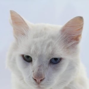 No photo for Bowie