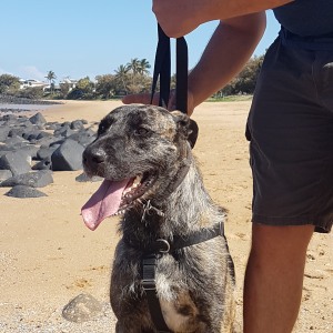 No photo for Sampson